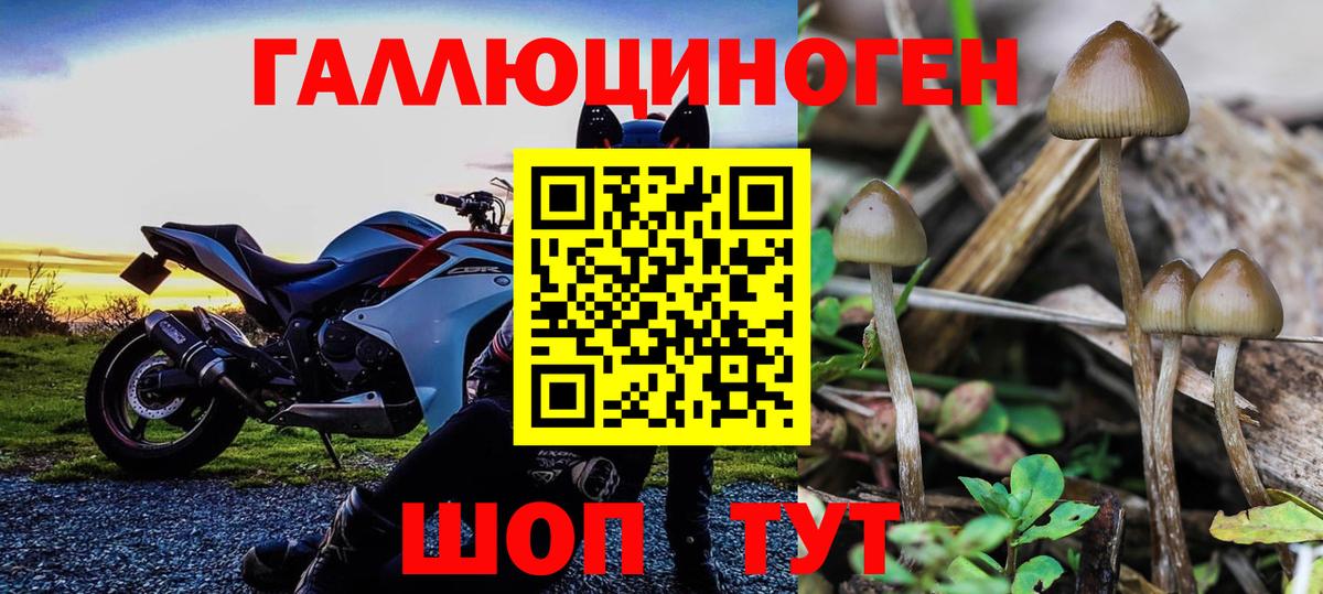 Галлюциногенные грибы Psilocybe Тула